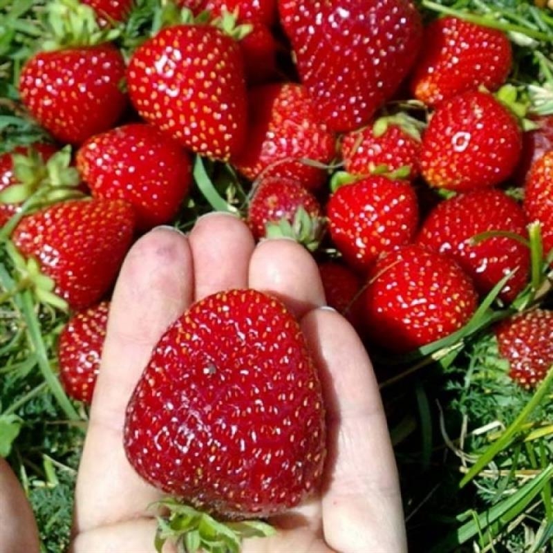 Клубника Флоренс