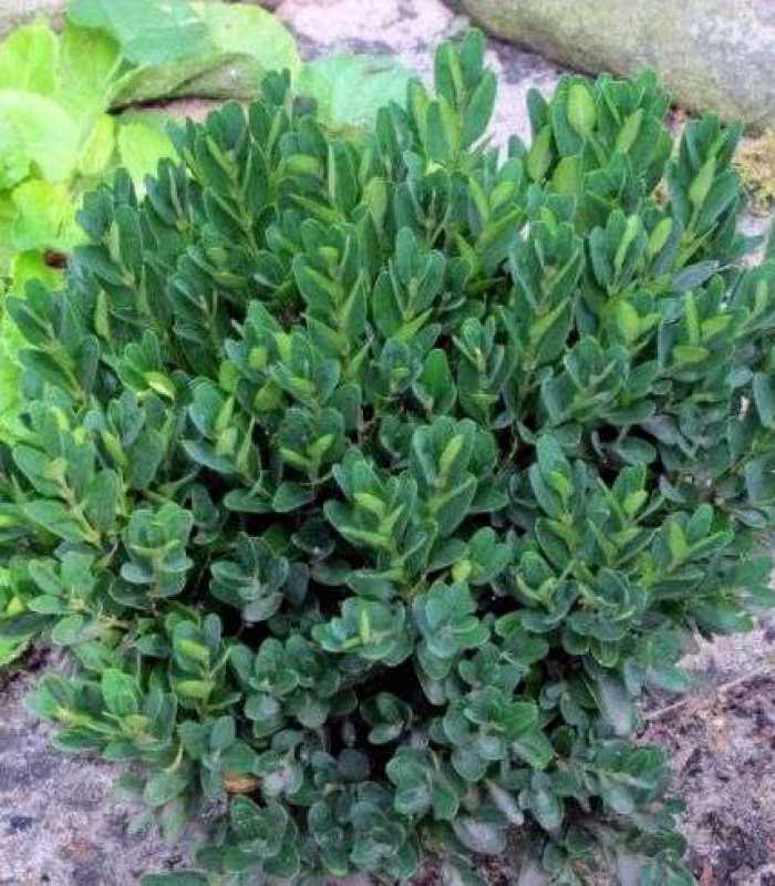 Самшит вечнозеленый angustifolia