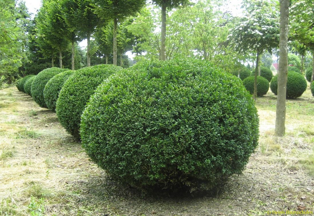 Самшит вечнозеленый rotundifolia